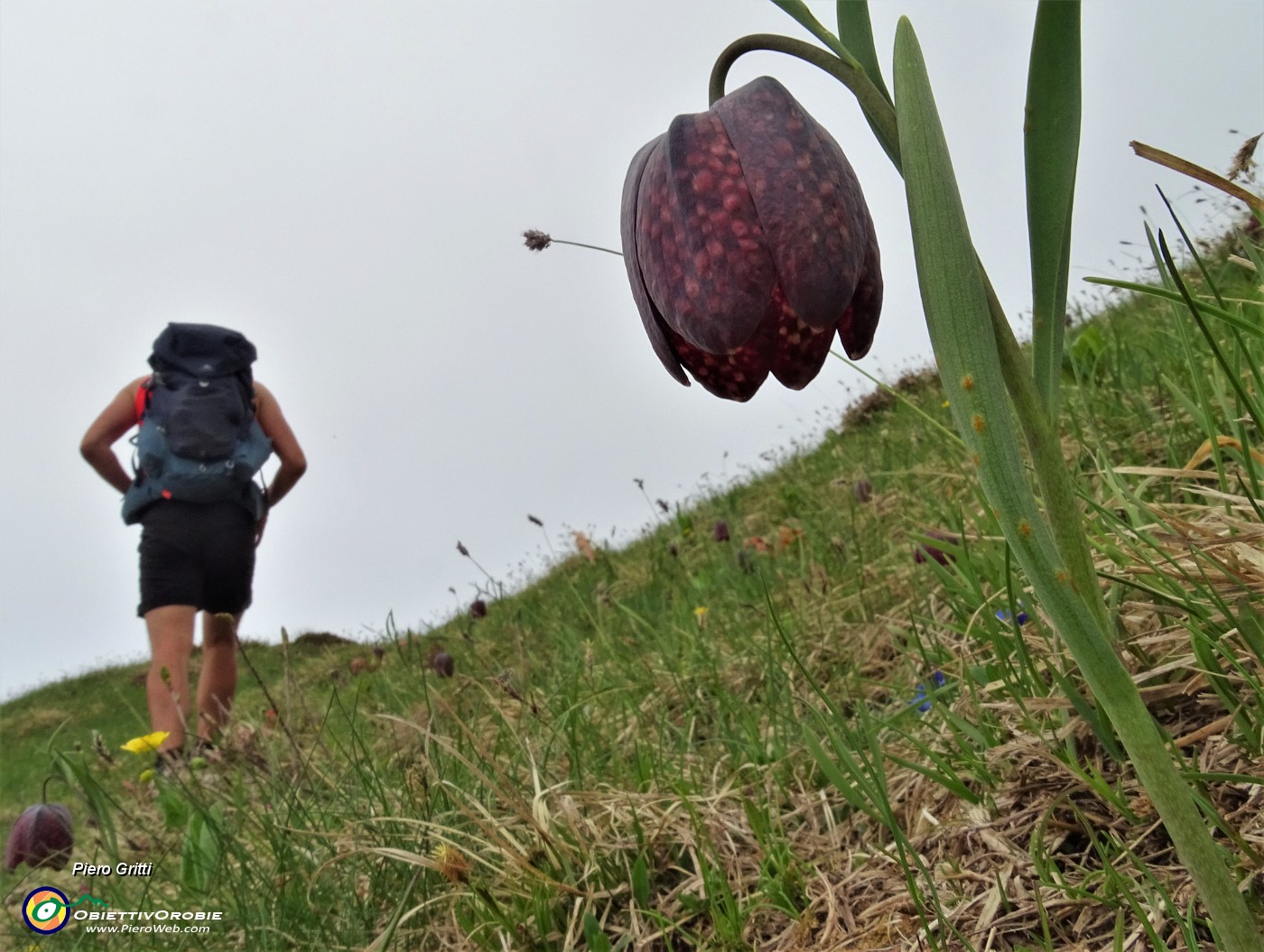 52 Fritillaria  (Fritillaria meleagris) poco sotto la cima del Cancervo .JPG